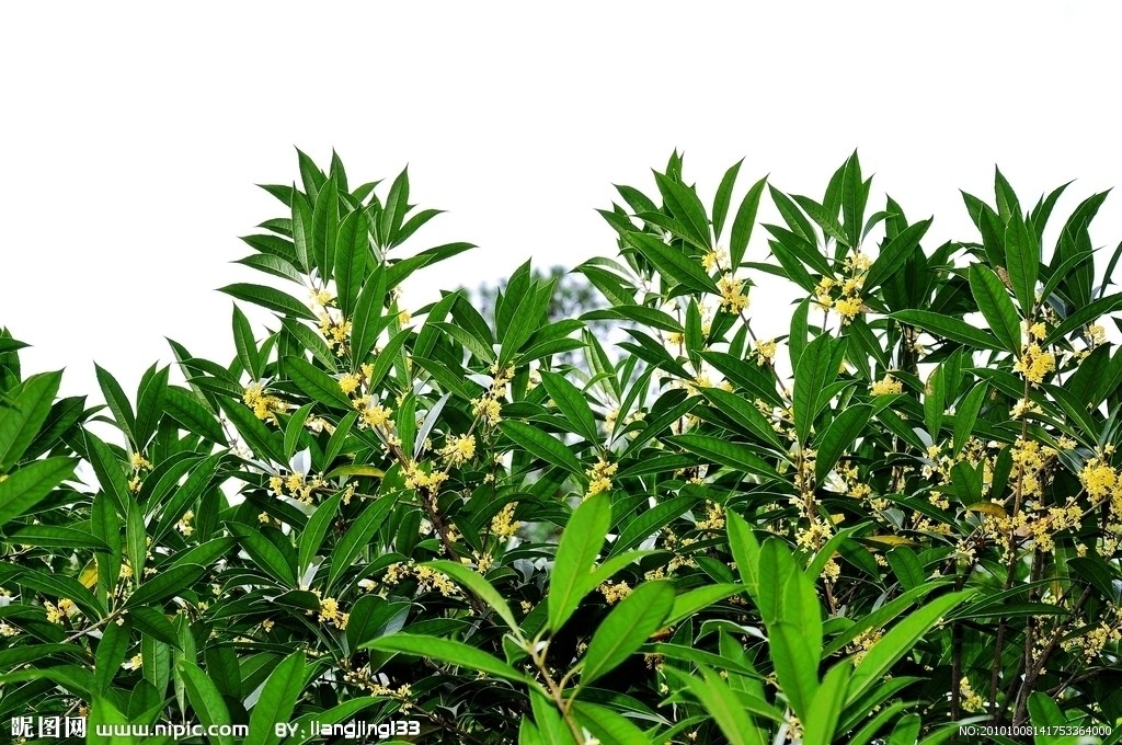 桂花树