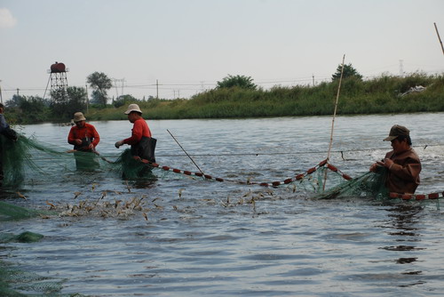 South American shrimp