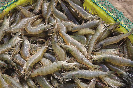 langostino sudamericano