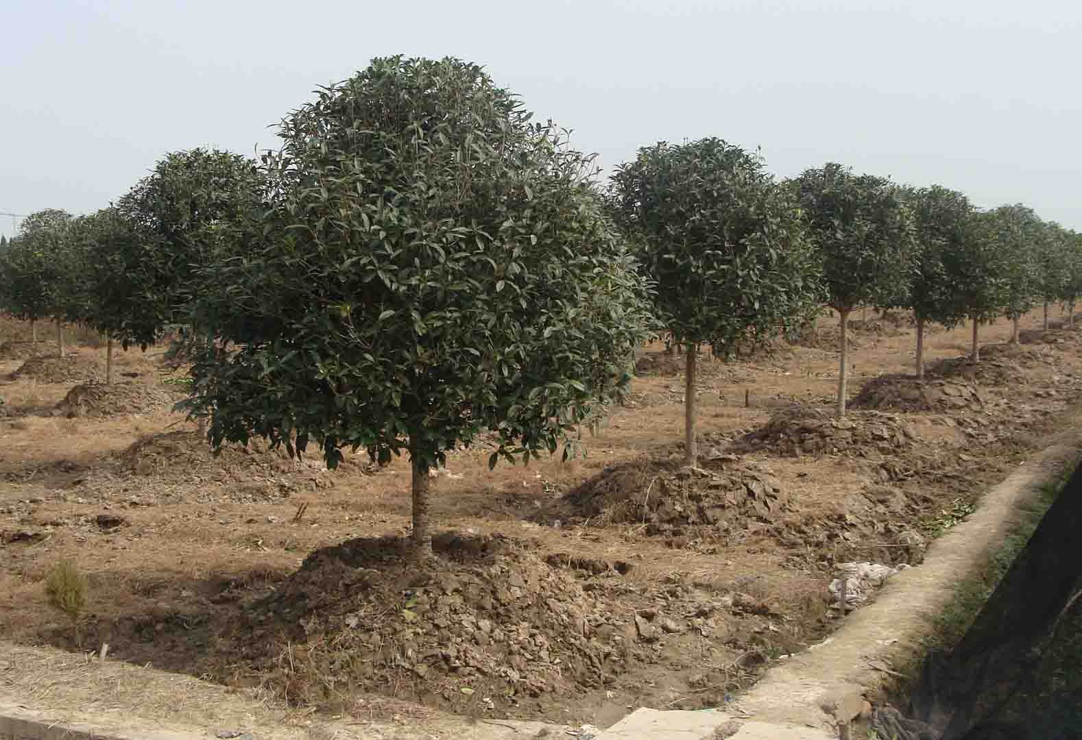 Plantas de vivero