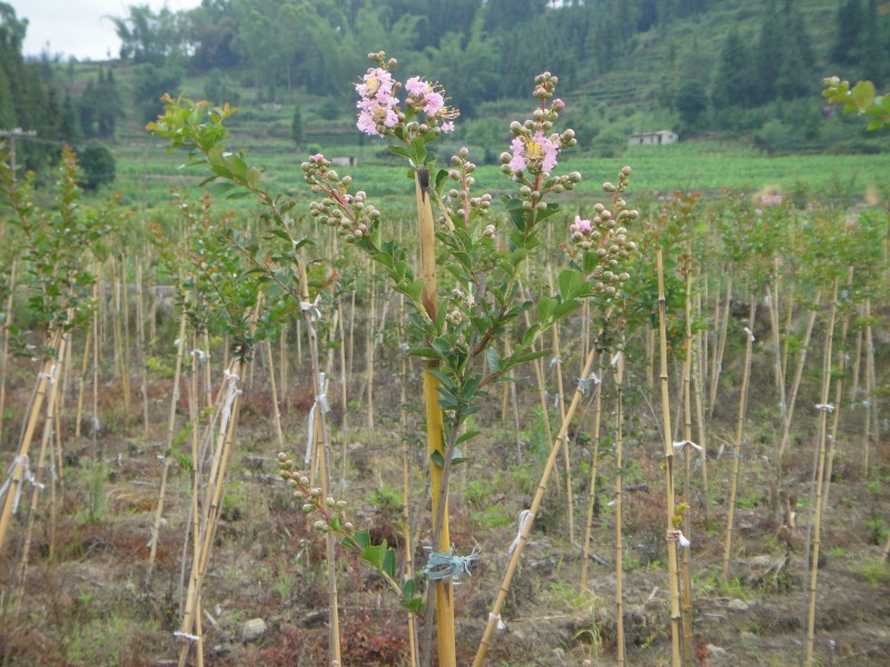 árbol de mirto