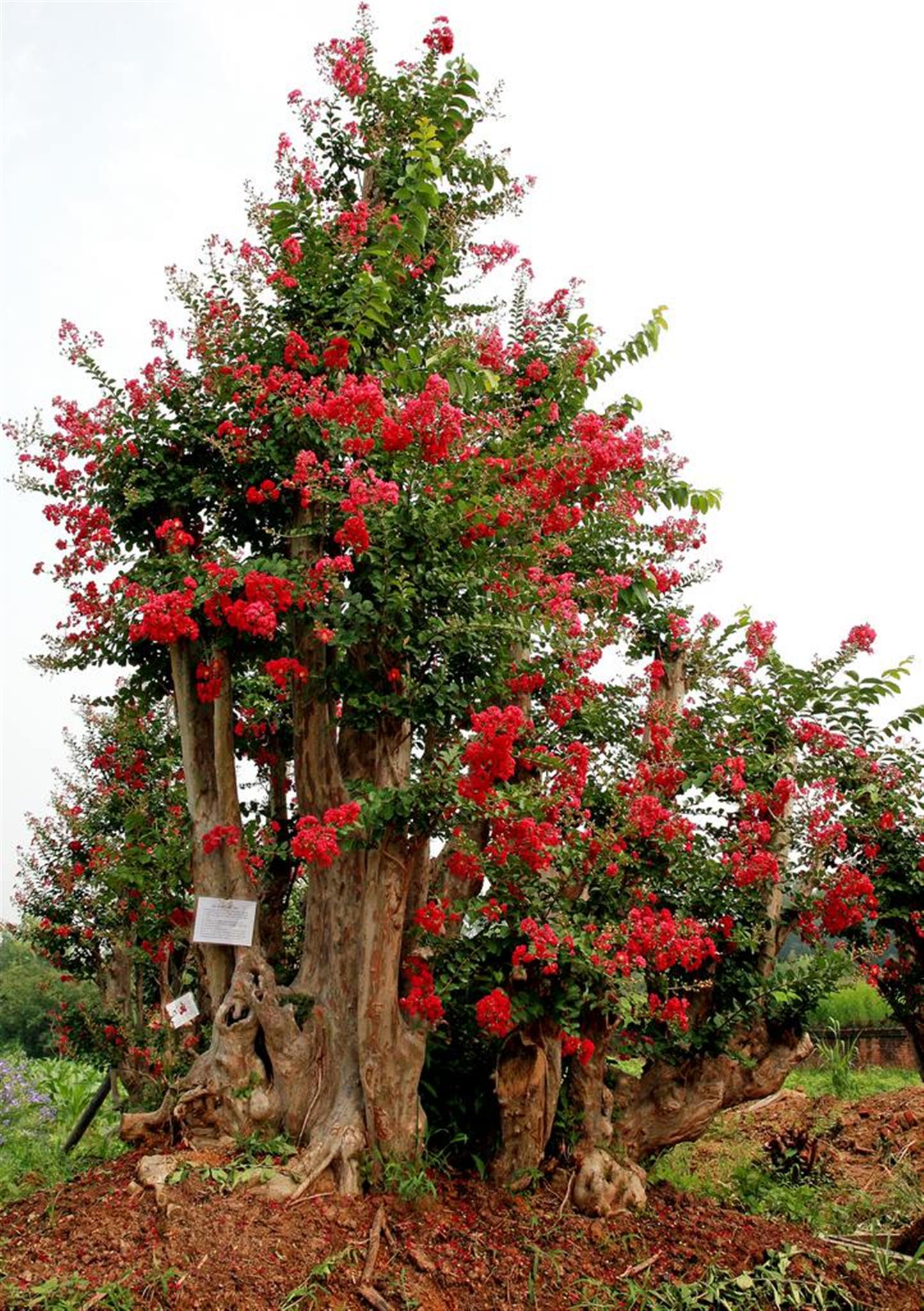 árbol de mirto